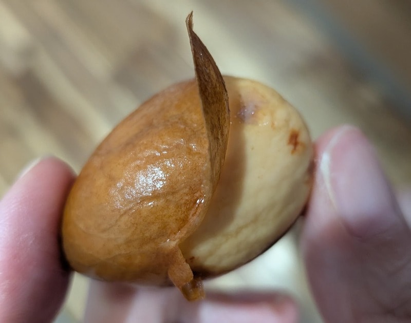 ダイソー　球根栽培ベース
