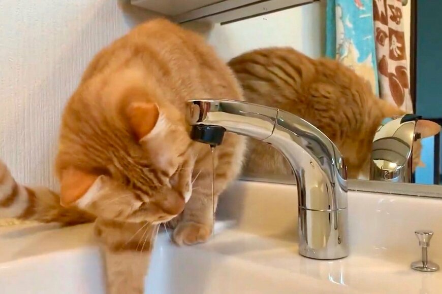 出所：@Adonis_Beginner