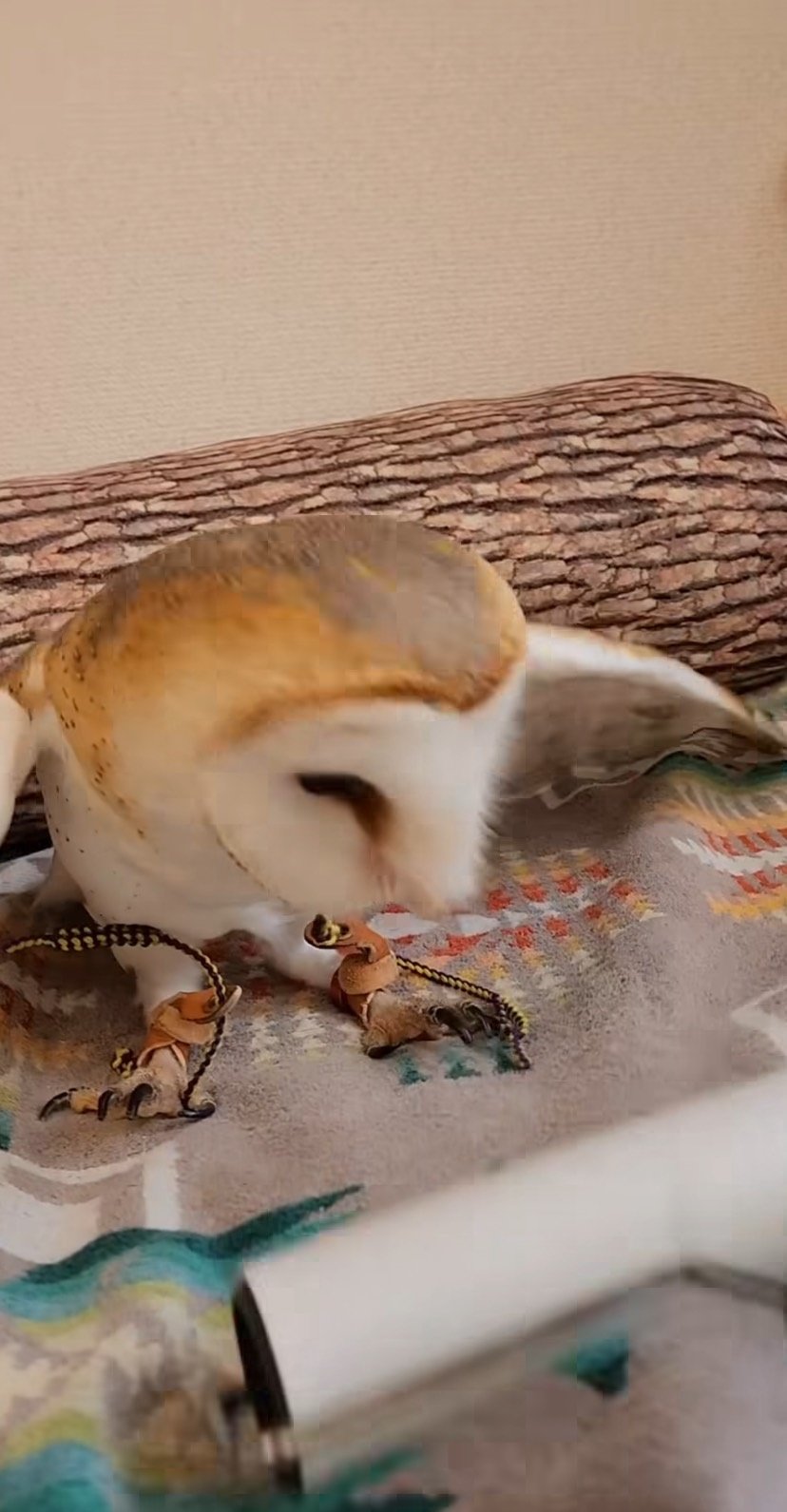 出所：@miki4wan108