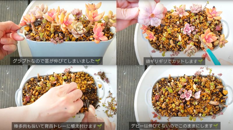 出所：@chachaの多肉事