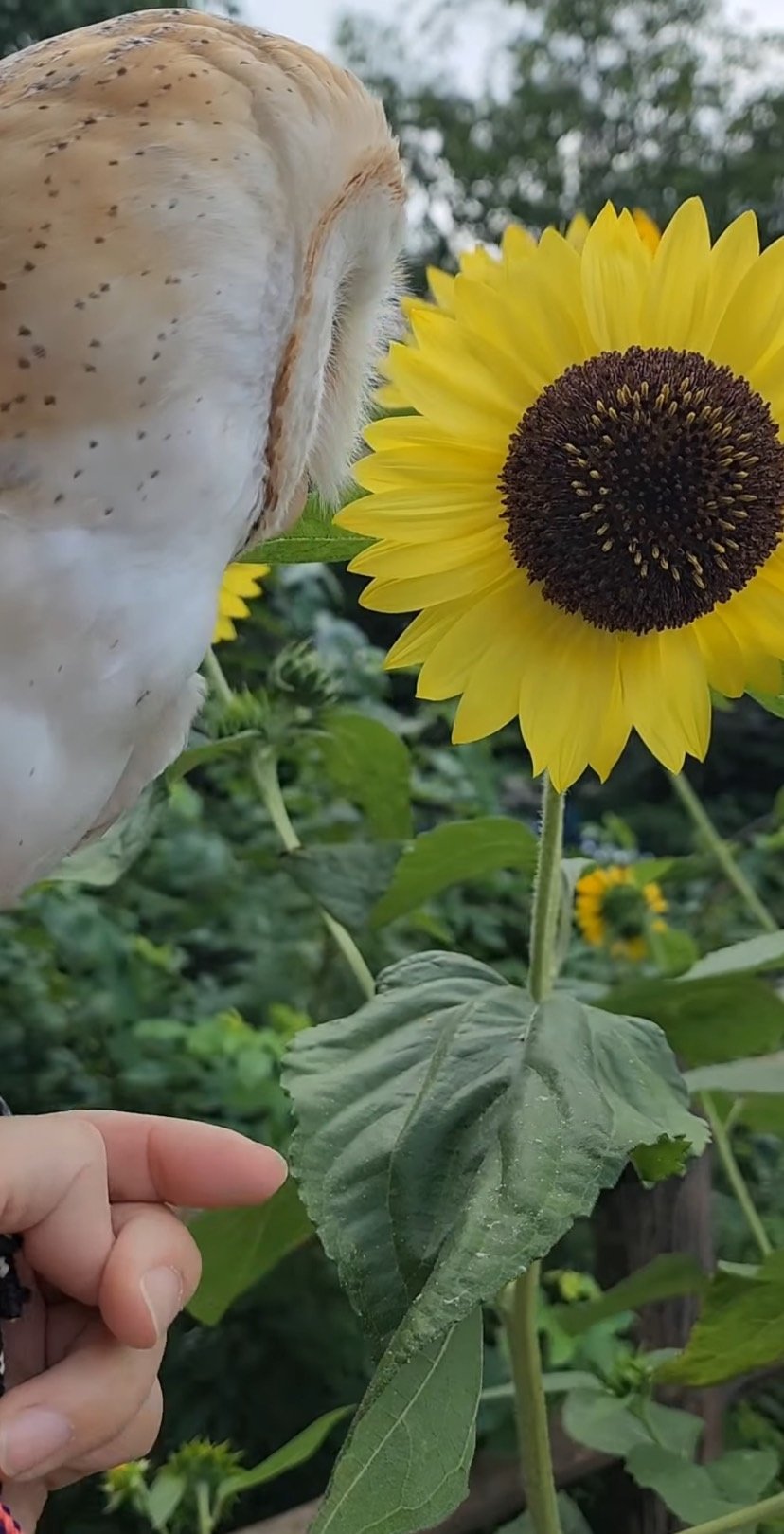 出所：@miki4wan108