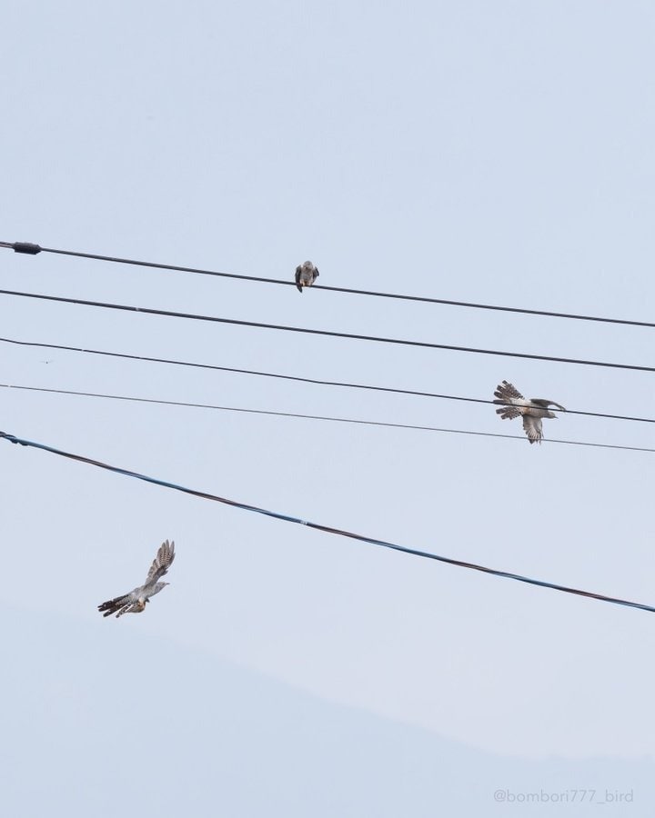 3羽で飛び去るカッコウたち