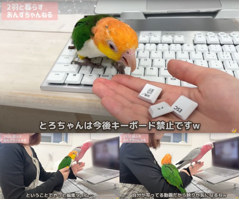 出所：@anz_omomiri