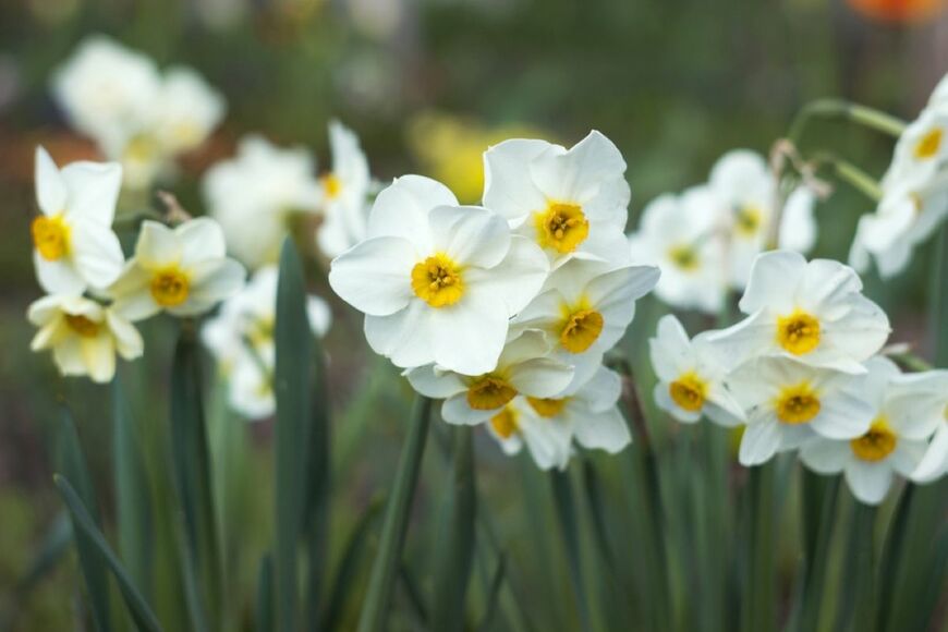 Nikilev/shutterstock.com