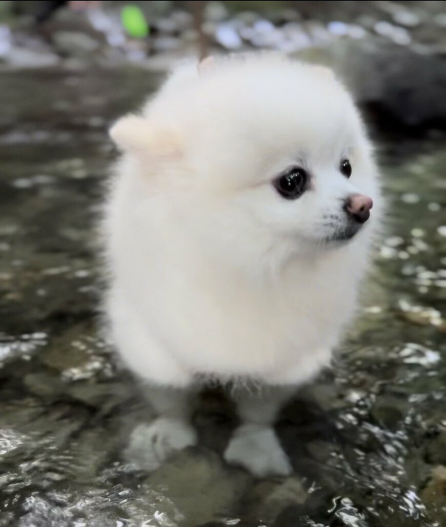 出所：@boku_ponchan