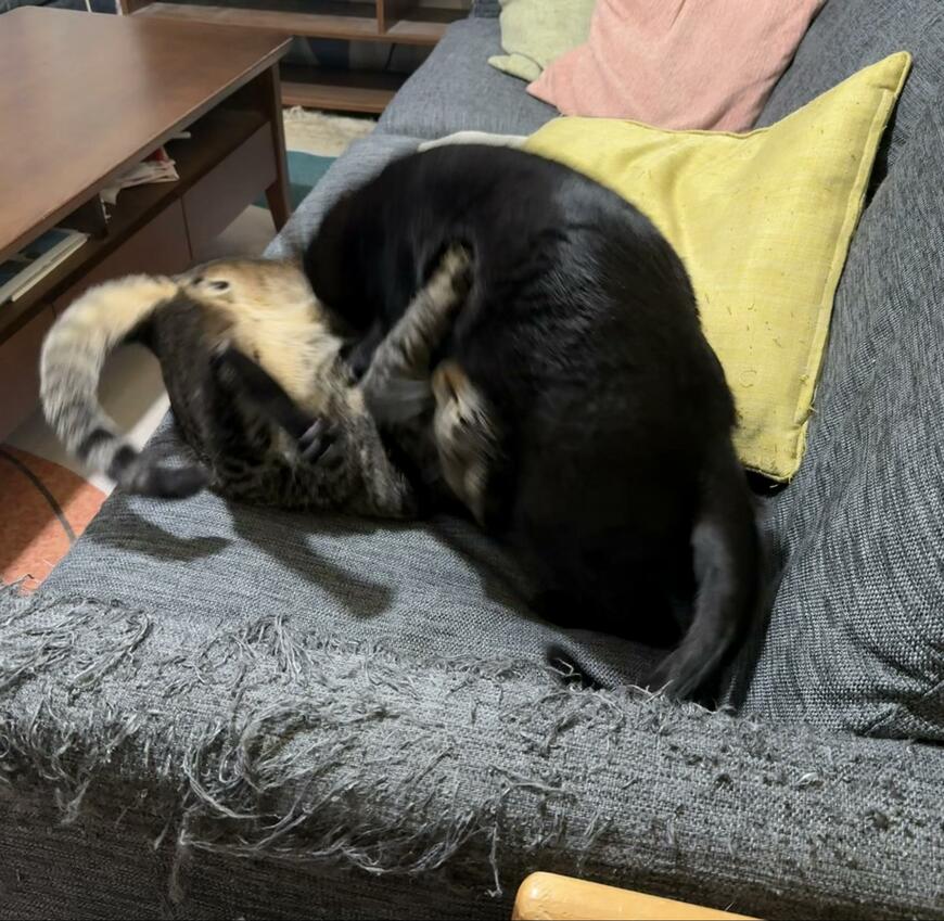 出所：@00shitemita