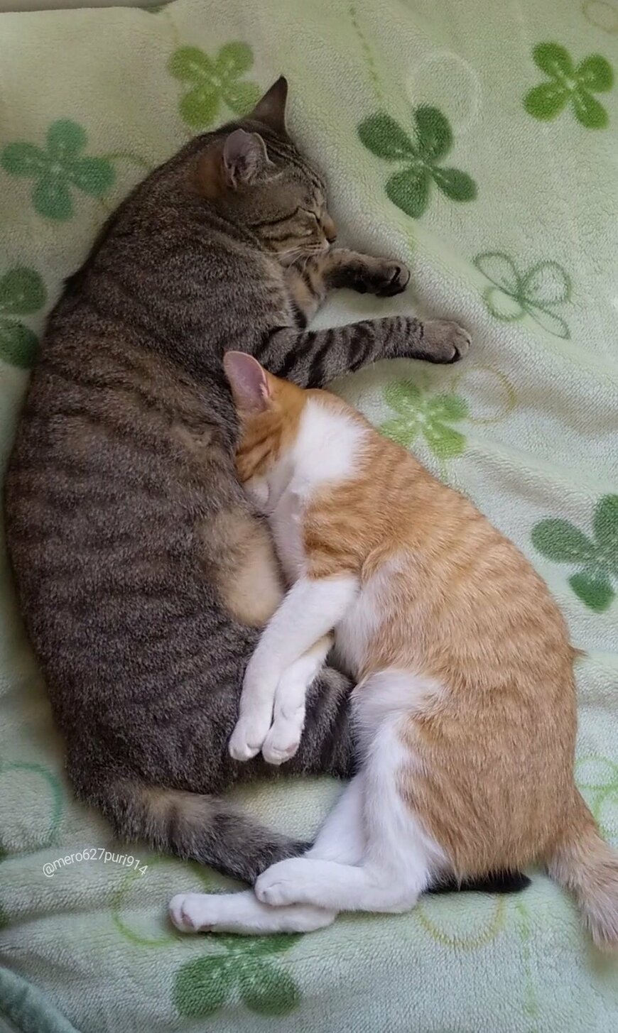 出所：@mero627puri914