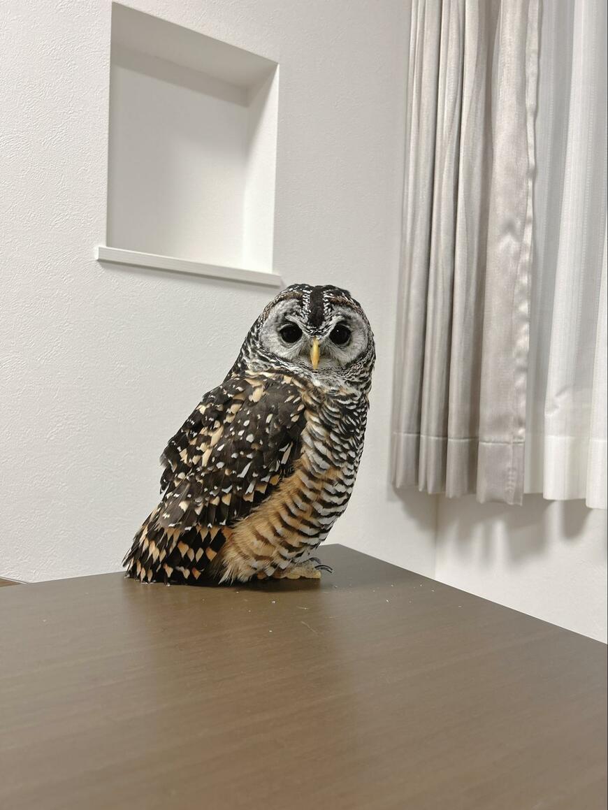 出所：@kanata_akas