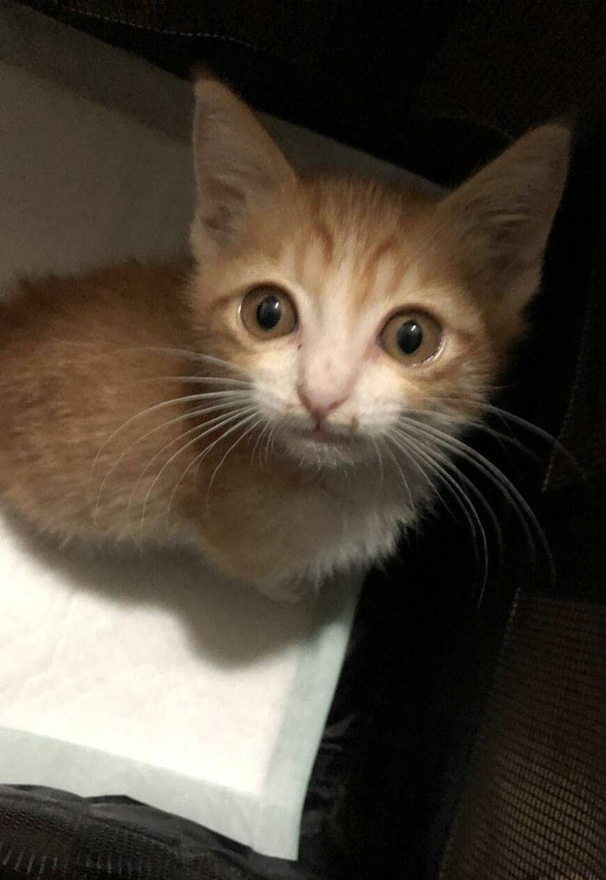 出所：@mero627puri914