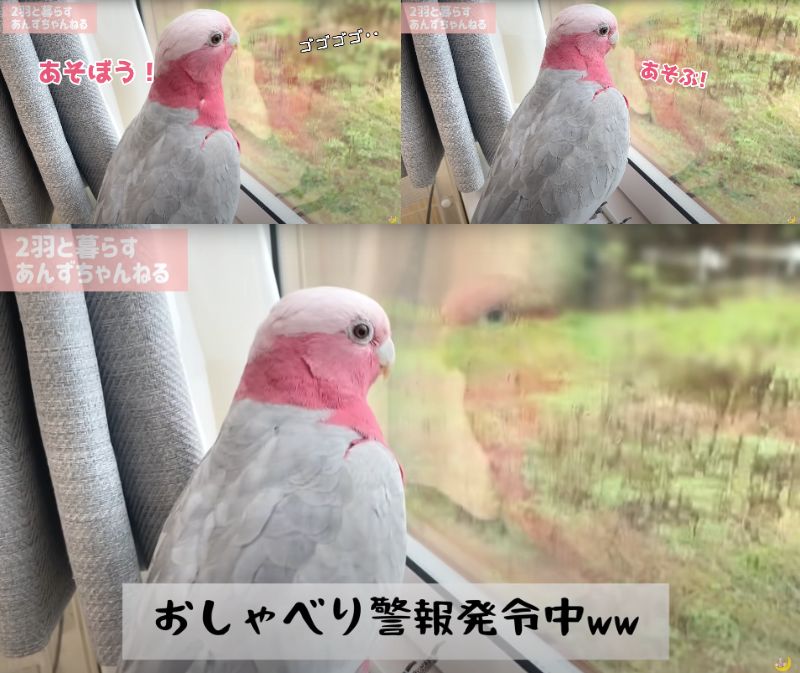 出所：@anz_omomiri