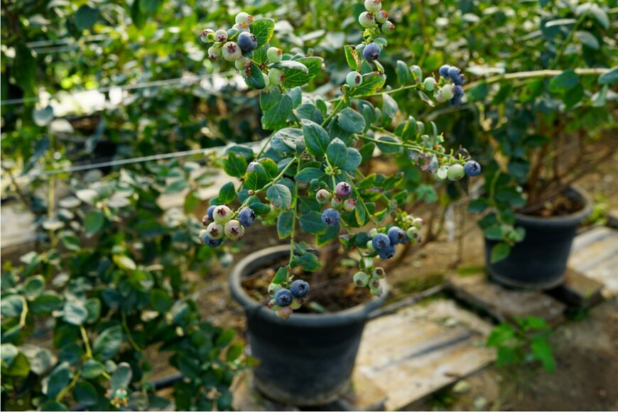 cannpitch/shutterstock.com