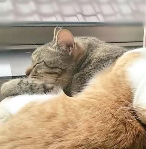 出所：@mero627puri914 