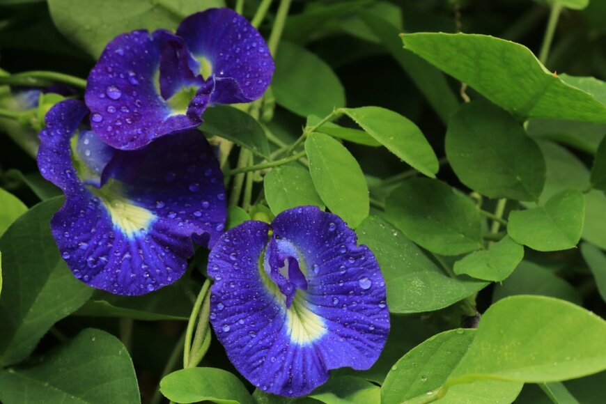 kaesunza/Shutterstock.com