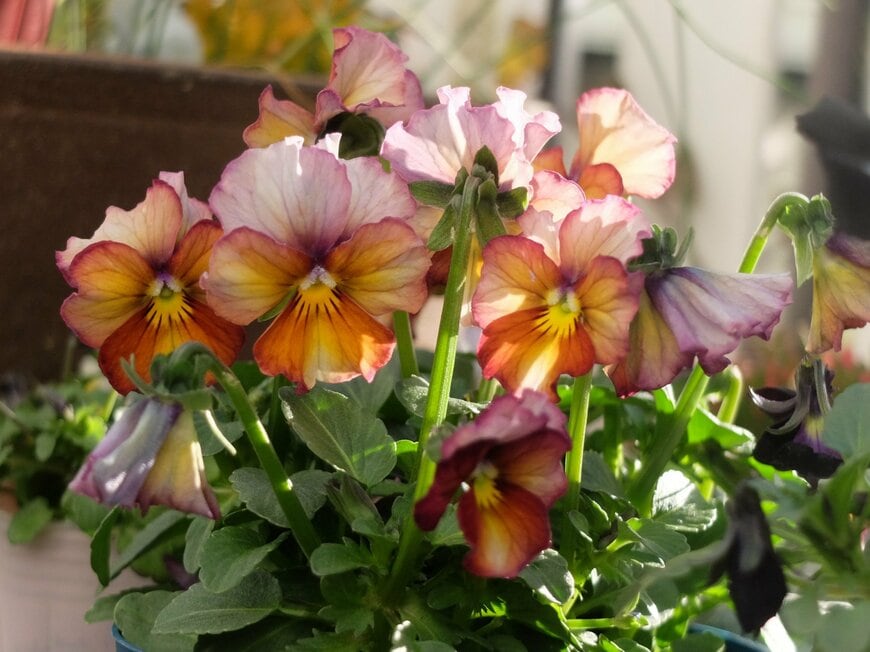 LIMOガーデニング部撮影／ビオラ ヌーヴェル ヴァーグ