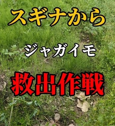 スギナまみれの〈ジャガイモ畑〉→土が見える〈菜園〉にスッキリ！「めっちゃ手際良く刈れてますね！」の声
