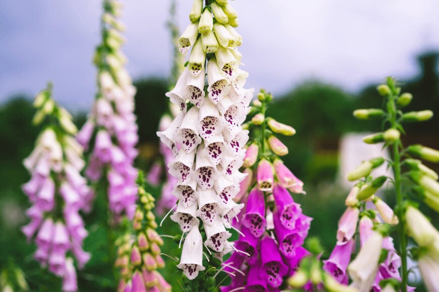 ジギタリス（KIRAYONAK YULIYA/shutterstock.com）