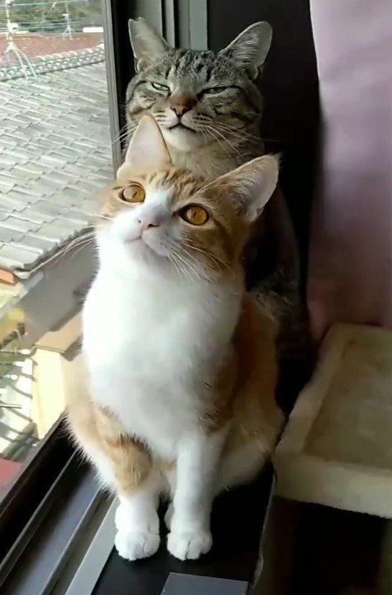 出所：@mero627puri914