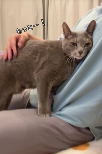 出所：@mochimochi_brothers