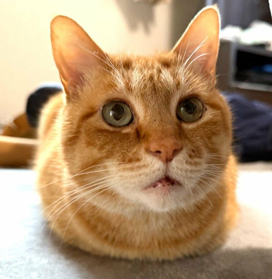 「おっ！そろそろかい？」おじさんのような哀愁を漂わせる元保護猫の姿に笑ってしまう