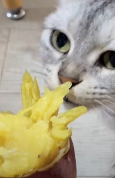 出所：＠nikoandkotatorowasabi