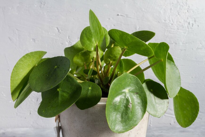 patnowa/istockphoto.com