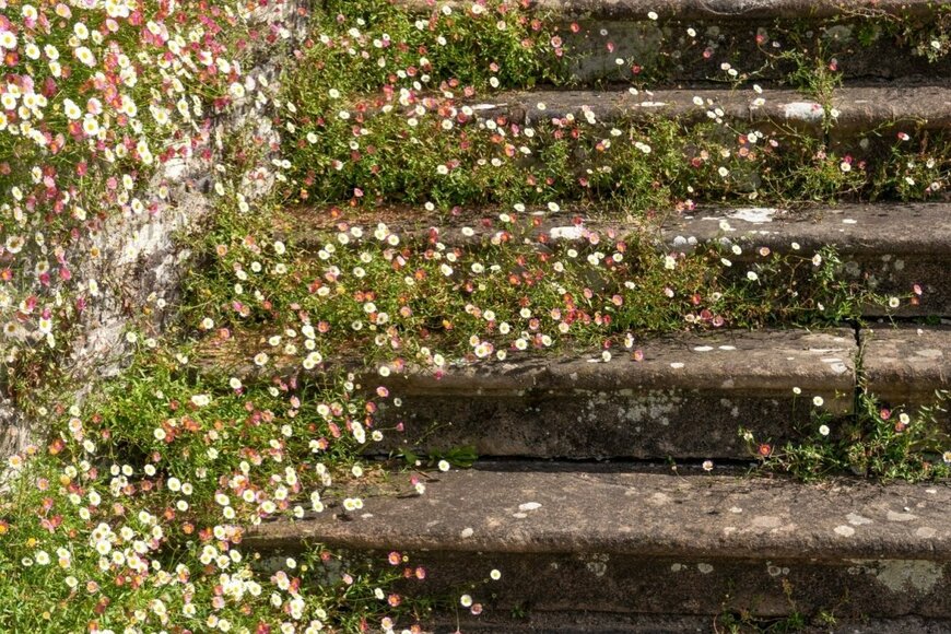 【庭に植えてはいけない多年草！？】生育旺盛＆繁殖力が強い植物《厳選3種》安全に楽しむ方法も
