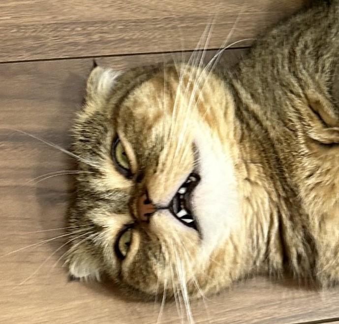 出所：@ponpokopontanu