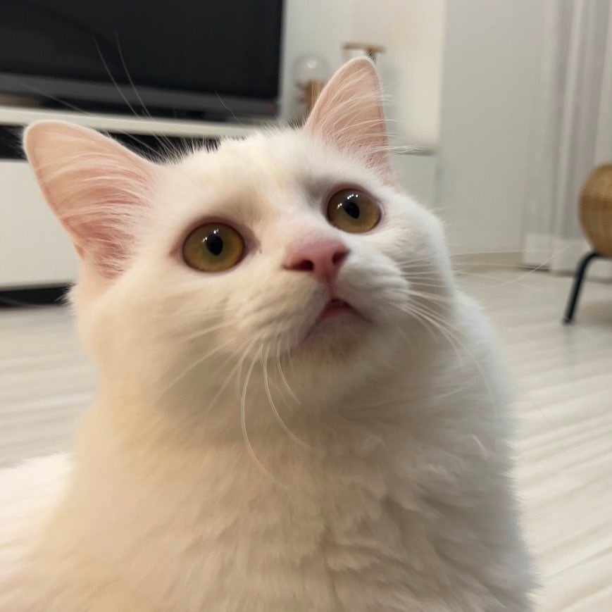 出所：@meltube_cat