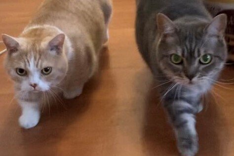 出所：@nekotansoku