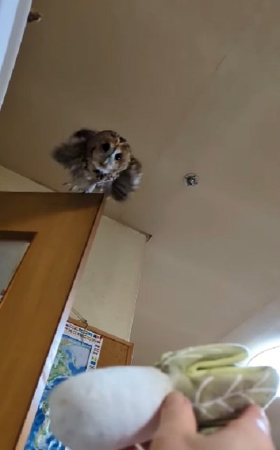 出所：@mori_luna_tawny_owl