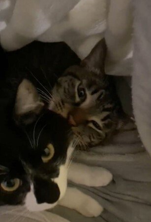 出所：@00shitemita