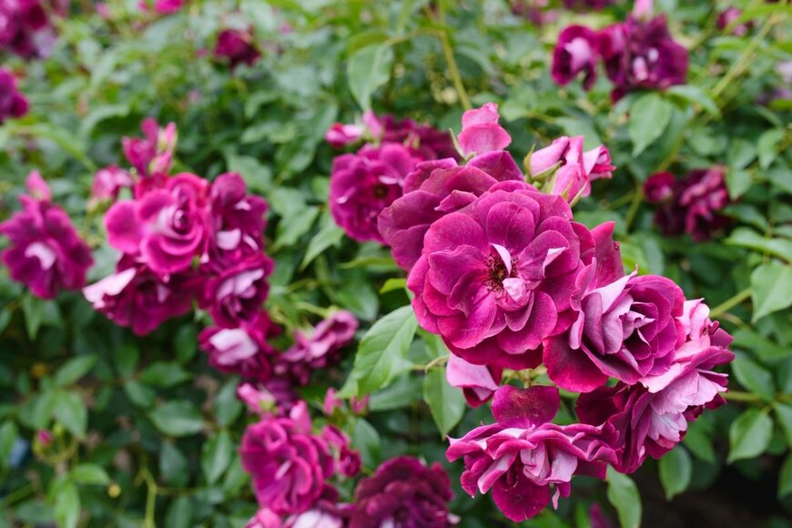 marinatakano/shutterstock.com