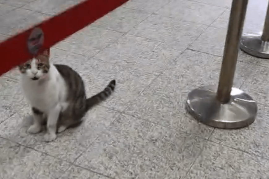 トルコ・イスタンブールの駅で撮影された猫　「人懐っこい姿」にキュンとしてしまう
