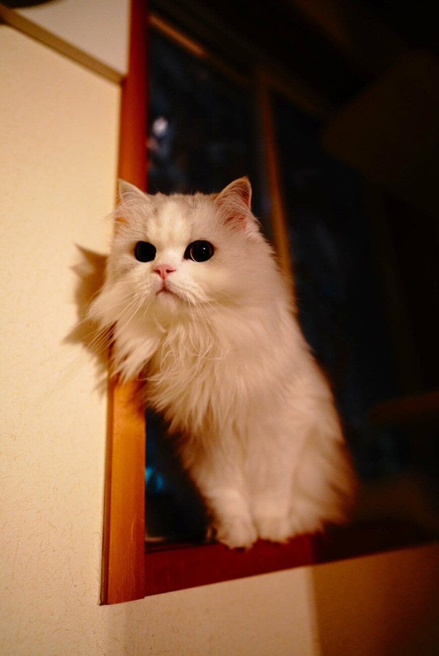 アルパカみたいな猫