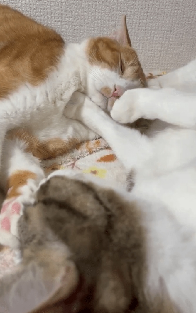 徹底防御する猫VS絶対離れない猫