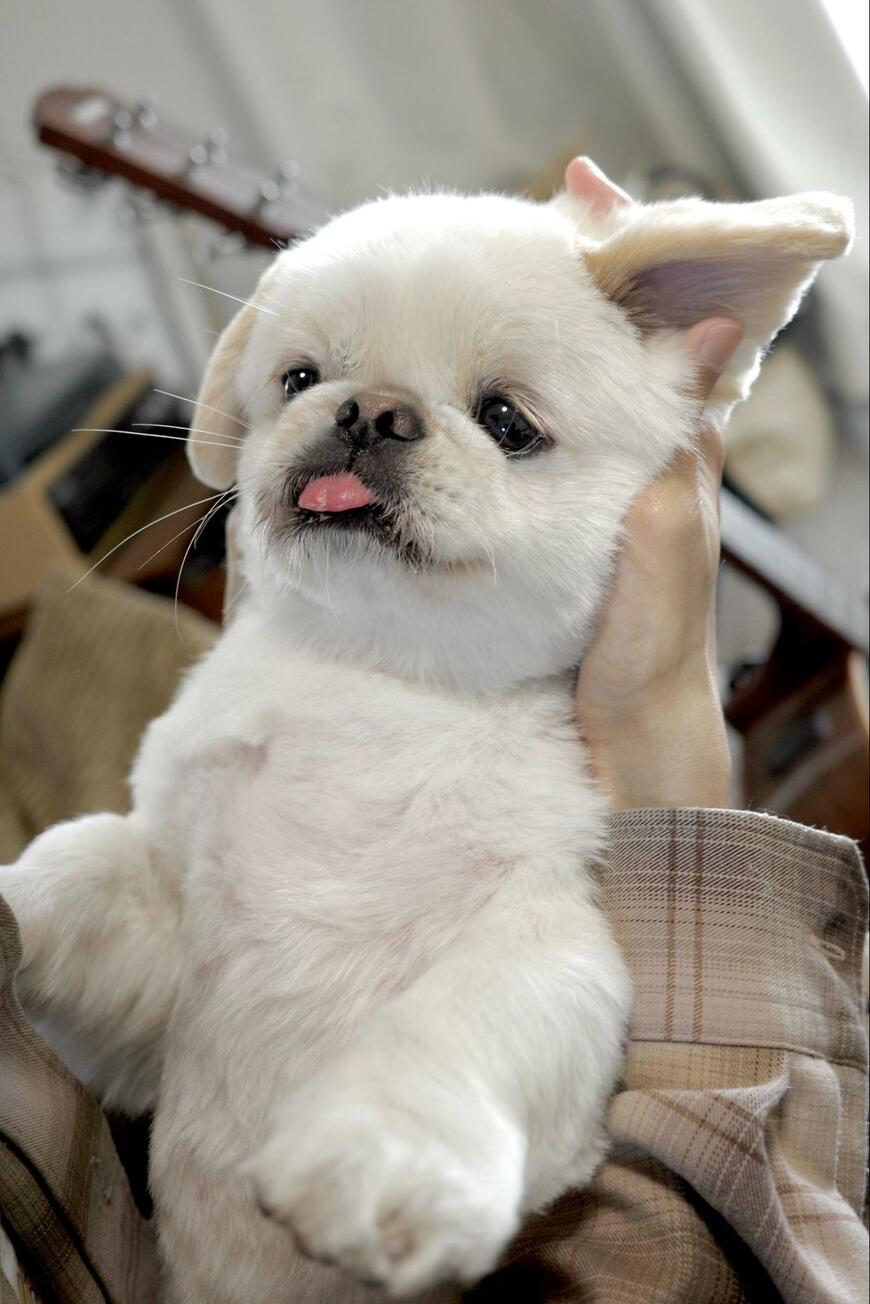 トリミング後の犬