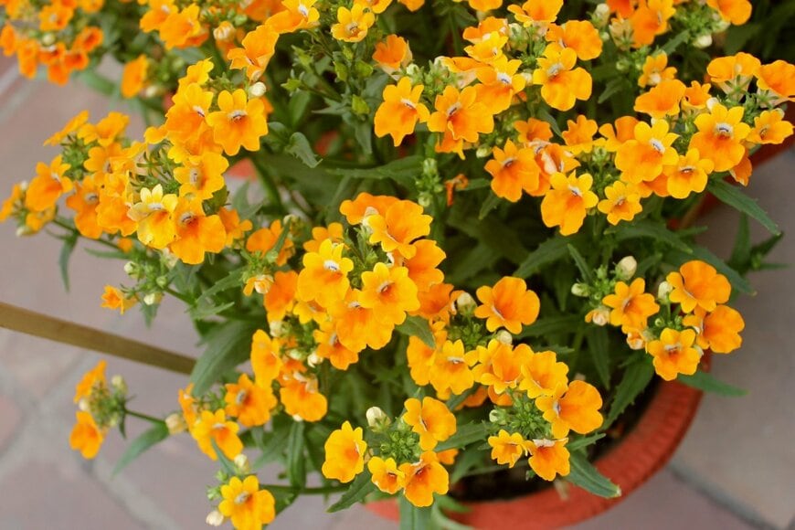 明るいオレンジ色の花を咲かせている、ネメシア