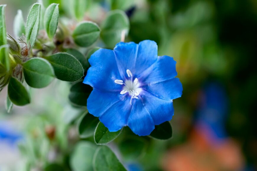 爽やかな青いエボルブルスの花が咲いている。別名アメリカンブルー。