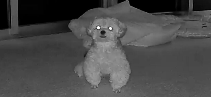 暗闇に光る犬の目