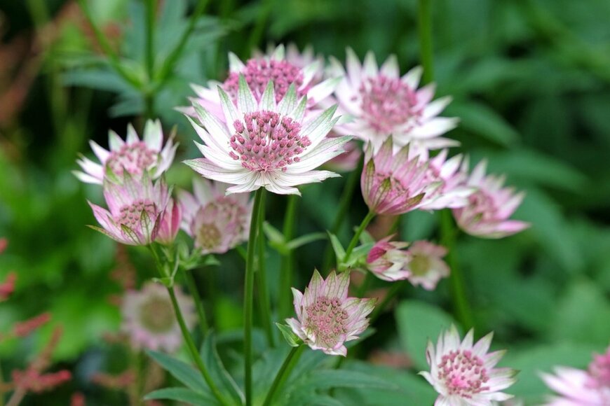 先端がとがった白い花びらのようなガクの真ん中に、ピンク色の小花を咲かせているアストランティア