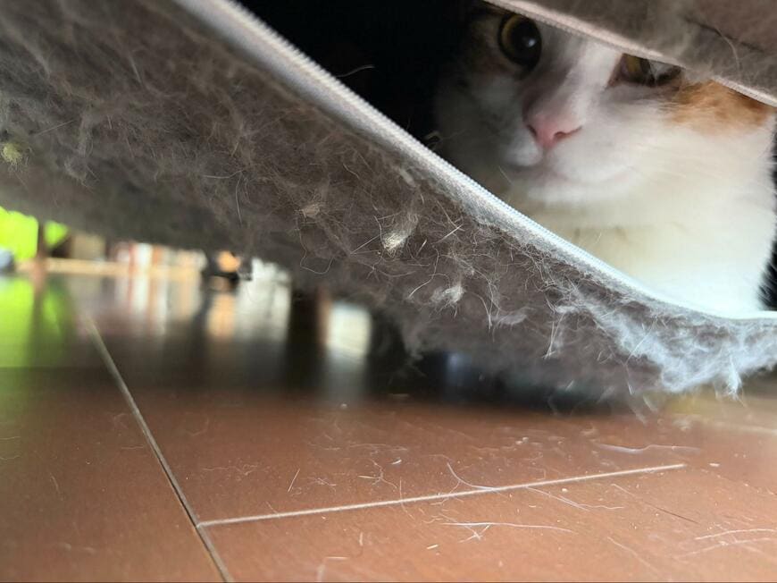 投稿の画像