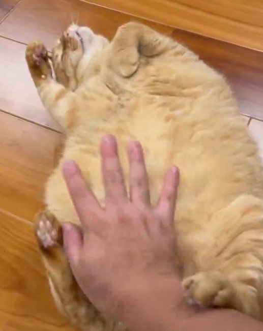 もふもふして欲しい猫