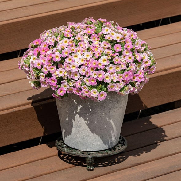 サントリーフラワーズ　ミリオンベル（アンティークピーチ）