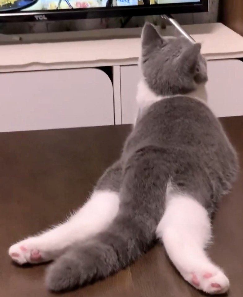 テレビを見る猫