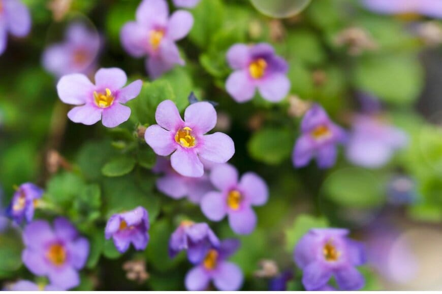 バコパの花。花の色は薄紫。