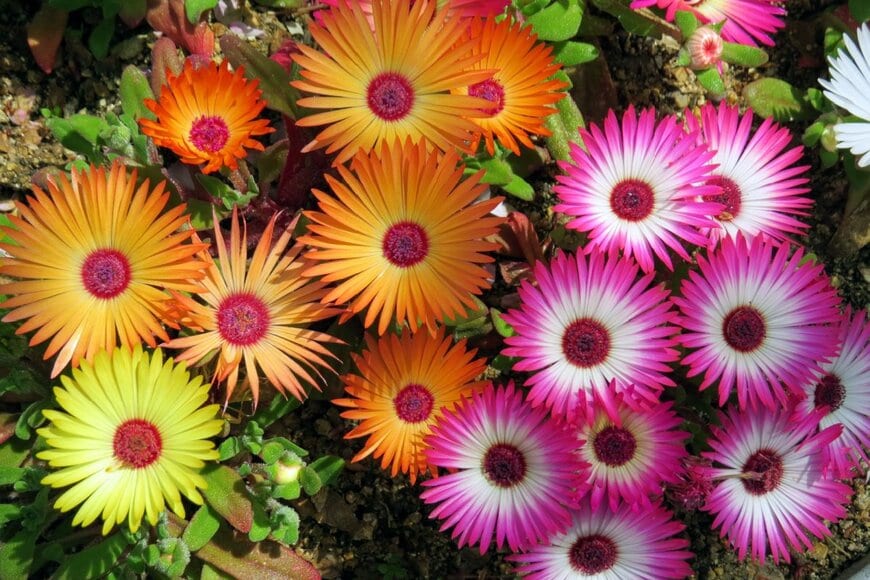 オレンジ、ピンク、黄色のリビングストンデージーの花