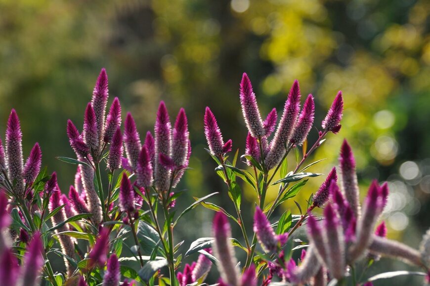 ケイトウの花が咲いている。色は紫。