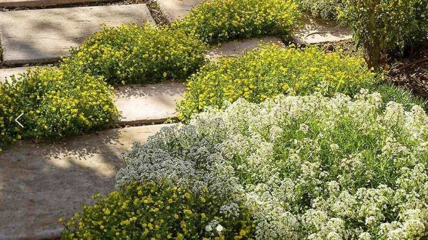 PROVEN WINNERS（R）公式　メカルドニア ルミナス