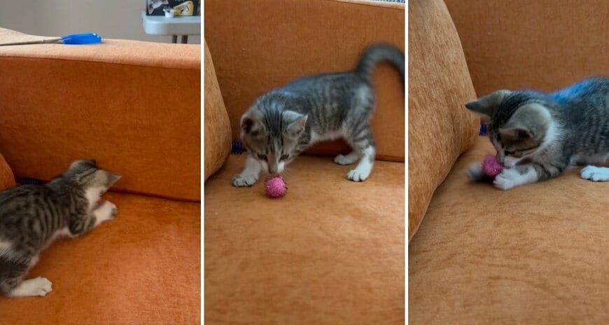 ボールにじゃれる子猫