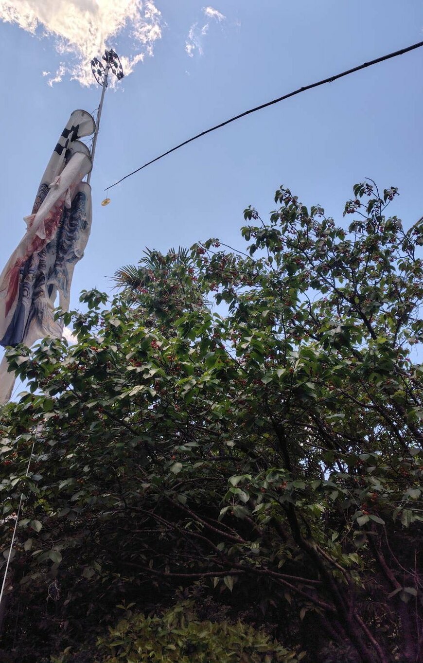 こちらがさくらんぼの木